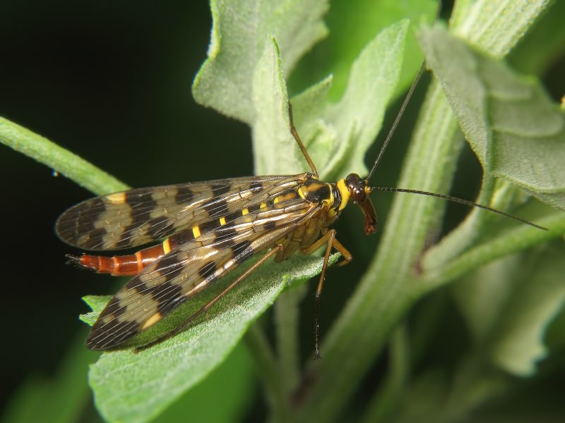 Panorpa communis Linnaeus, 1758